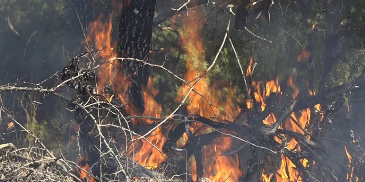 Van merkezli medyum operasyonu: 15 gözaltı