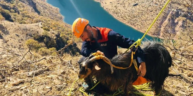 Kayalıklarda mahsur kalan 10 keçi 3 gün sonra kurtarıldı