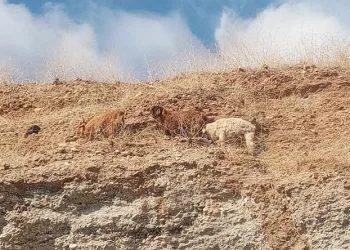 3 keçi 2 gündür mahsur kaldıkları yerden kurtarıldı