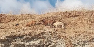 3 keçi 2 gündür mahsur kaldıkları yerden kurtarıldı