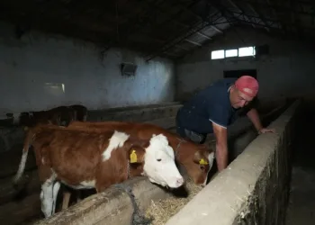İkiz kardeşler Şota ve Arçil’in ismini koydu