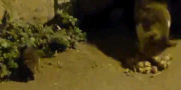 Kediyle fare yan yana yemek yiyor