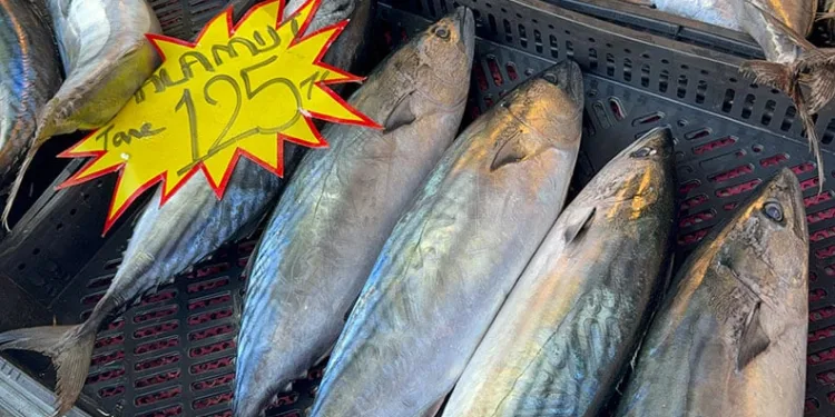 Palamut sezonu sona eriyor