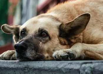 Sokak köpeklerinde beyaz kanser tehlikesi