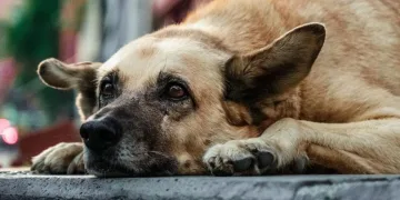 Sokak köpeklerinde beyaz kanser tehlikesi