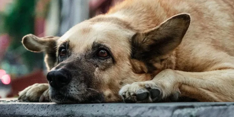Sokak köpeklerinde beyaz kanser tehlikesi