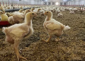 Kuş gribine karşı uzman uyarısı