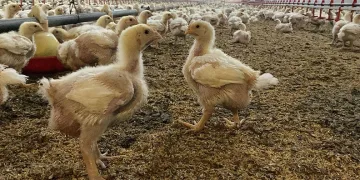 Kuş gribine karşı uzman uyarısı