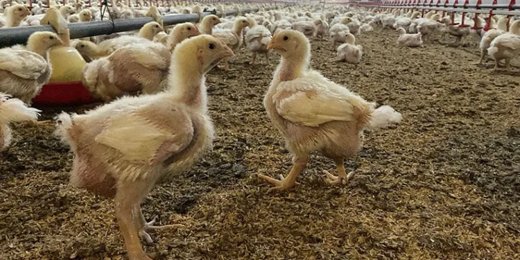 Kuş gribine karşı uzman uyarısı