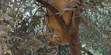 Zeytin ağacına saklanan uyuşturucu ele geçirildi