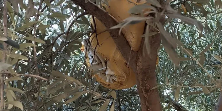 Zeytin ağacına saklanan uyuşturucu ele geçirildi