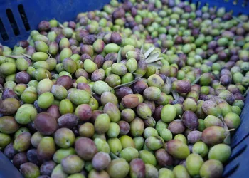 Kilis’te yerli sofralık zeytin tezgahlarda yerini aldı