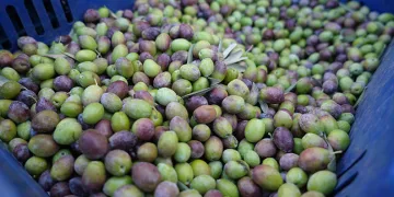 Kilis’te yerli sofralık zeytin tezgahlarda yerini aldı