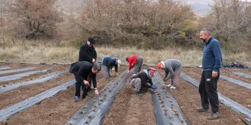 Çilek yetiştiriciliği projesiyle100 bin fide dikildi