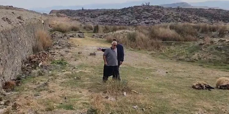 Küçükbaş hayvan sürüsünün arasında otomobil daldı: 17 hayvan telef oldu