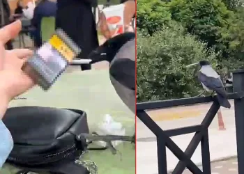 Karganın sigara sevdası izleyenleri gülümsetti