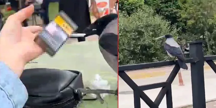 Karganın sigara sevdası izleyenleri gülümsetti