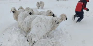 Sivas’ta karda mahsur kalan onlarca koyun telef oldu