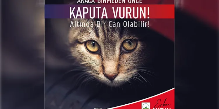 Araca binmeden önce kaputa vur