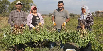 “Günlük 1000 liraya işçi bulamıyoruz”