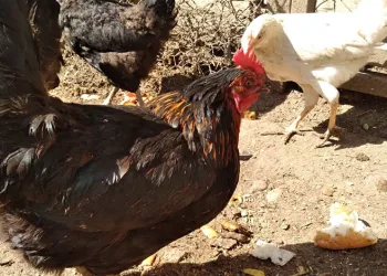 Uzmanlardan kuş gribi uyarısı