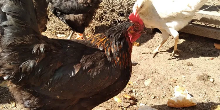 Uzmanlardan kuş gribi uyarısı