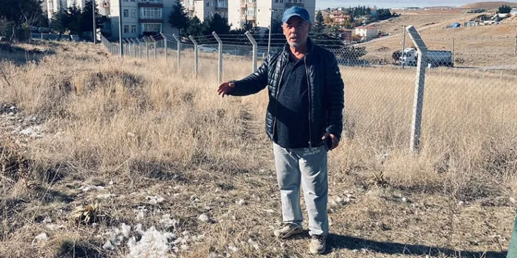 Ankara’da başıboş köpekler 35 tavuğu telef etti