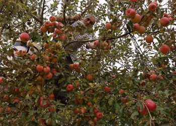 Aydın ve İzmir Yayları’nda elma hasadı tamamlandı