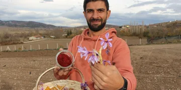 Beş yılda Türkiye’nin en büyük safran üreticisi oldu