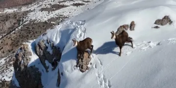 Karlı zirvesinde şamualar