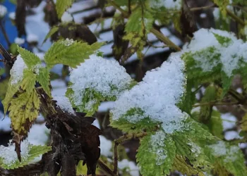 Soğuk nedeniyle kırağı oluştu