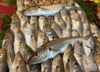 “Kestane karası” bitti, tekneler Karadeniz’e açıldı
