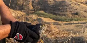 Tedavisi tamamlanan atmaca doğaya salındı