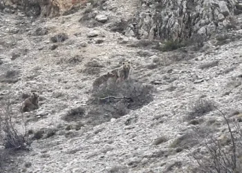 Uyku öncesi yavrularıyla gezinen ayı