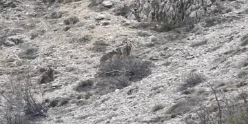 Uyku öncesi yavrularıyla gezinen ayı