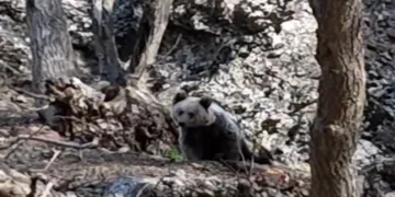 Koruma altındaki yaban keçileri ile ayı