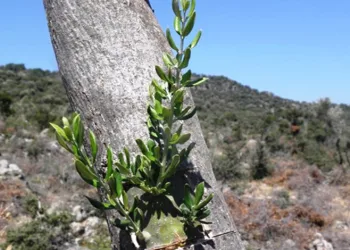 11 hektarlık alanda yabani zeytin aşılaması