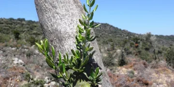 11 hektarlık alanda yabani zeytin aşılaması