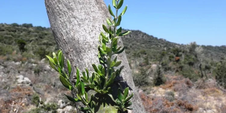 11 hektarlık alanda yabani zeytin aşılaması