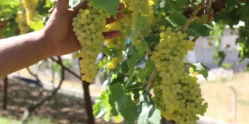 Üzüm sıkma makinesi desteği