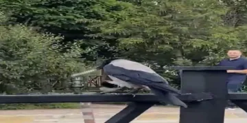 Karganın sigara sevdası