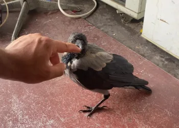 Maskot karganın ‘firari’ karga olduğu ortaya çıktı