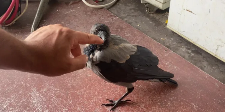 Maskot karganın ‘firari’ karga olduğu ortaya çıktı