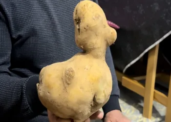 Satın aldığı patates çuvalında ördeğe benzer patates çıktı