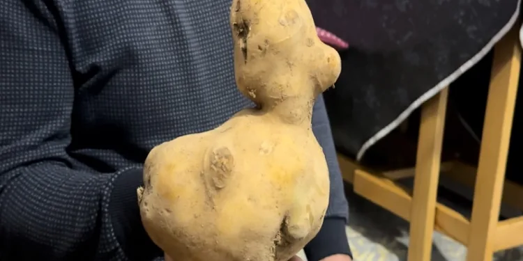 Satın aldığı patates çuvalında ördeğe benzer patates çıktı