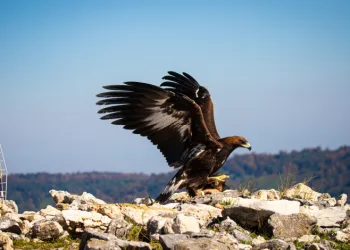 Kartal tedavisinin ardından özgürlüğe kanat çırptı