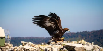 Kartal tedavisinin ardından özgürlüğe kanat çırptı