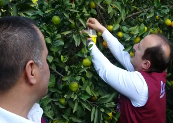 Narenciyenin başkentinde zararlıya karşı biyolojik başarı