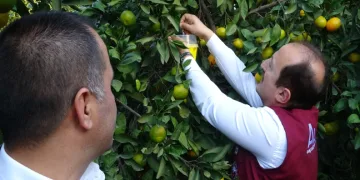 Narenciyenin başkentinde zararlıya karşı biyolojik başarı