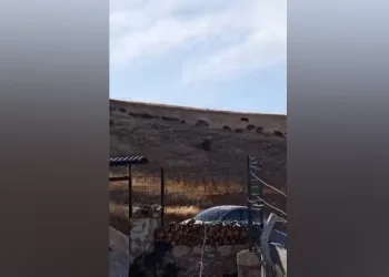 Yüksek kesimlerde domuz sürüleri